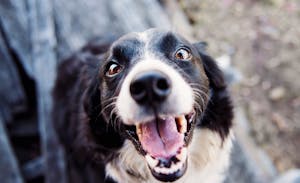 Adult Black and White Border Collie Adult Black and White Border Collie
