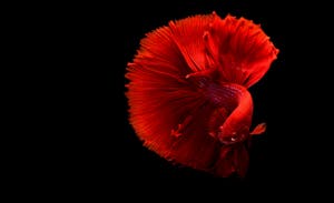Close Up of a Red Siamese Fighting Fish Close Up of a Red Siamese Fighting Fish