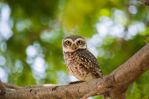 Brown Owl On Tree Branch